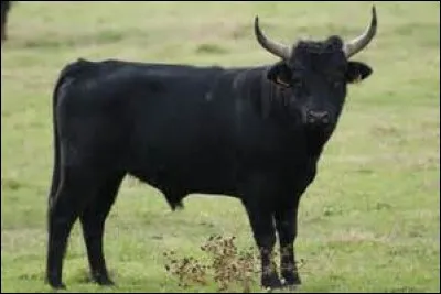 Le mâle de la vache est ...