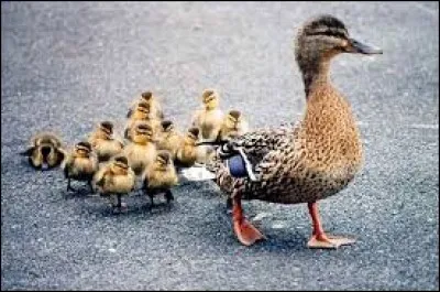 Comment s'appelle la femelle du canard ?