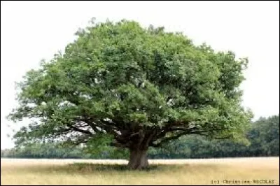 Cet arbre est un __.