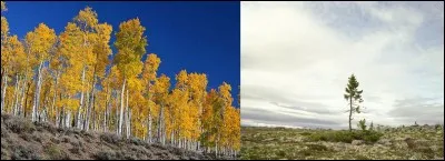 Le vieux Tjikko et Pando noue donne une petite notion d'immortalité. Mais, ce n'est pas nous, pauvres petits humains, qui en « profitons » !
Qui sont le vieux Tjikko et Pando ?
