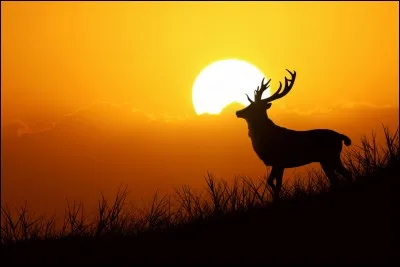 De quels animaux parle-t-on lorsqu'on dit qu'ils hennissent ?