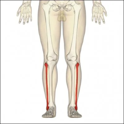 Comment appelle-t-on ces os qui se trouvent dans la jambe ?