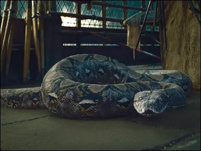 Qui a tué Nagini dans "Harry Potter et les Reliques de la Mort : deuxième partie" ?
