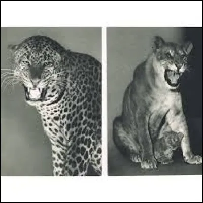 Laquelle de ces trois images représente un ou deux jaglions, fruits d'une lionne et d'un jaguar ?