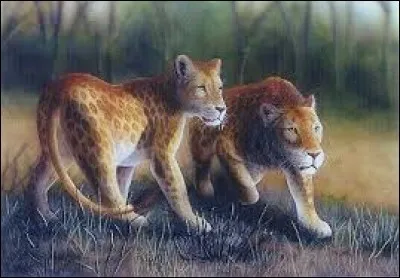 Comment les Africains appellent-ils ce fauve majestueux du Kenya ?