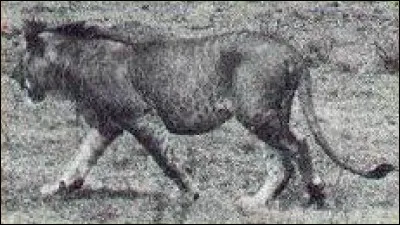 D'après les scientifiques, de quels animaux celui-ci serait-il issu ?