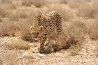 Ce félin est-il un hybride ? Si oui, qui sont ses parents ?