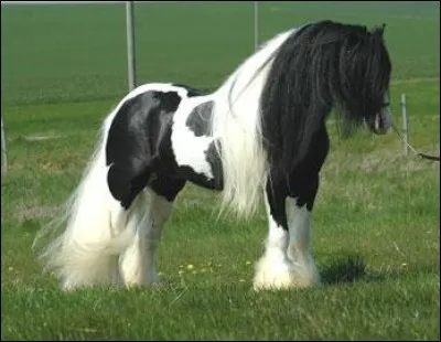 De quelle race est ce cheval ?