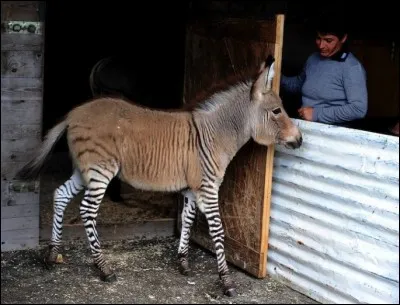 De quel croisement est issu cet animal ?