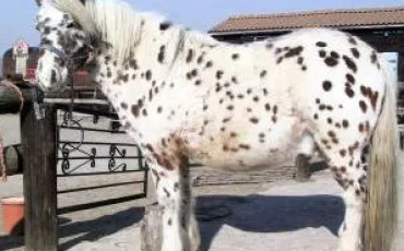 Quiz Galop 1