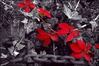 Le lierre est-il toxique ou est-ce une idée reçue ?