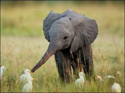Comment appelle-t-on le bébé de l'éléphant ?
