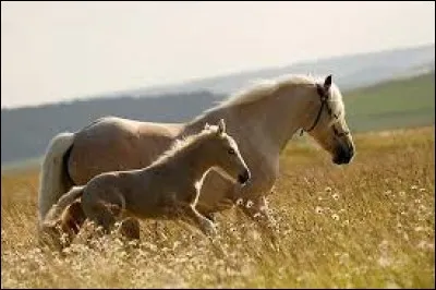 Comment appelle-t-on la femelle du cheval ?