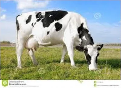 Que produit la vache ?