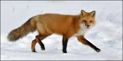 Où les renards vivent-ils ?