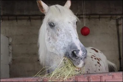 En dehors d'Isis et d'Hidalgo, quels sont les chevaux préférés de Wendy ?