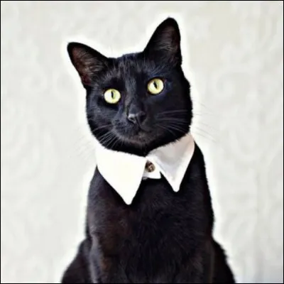 Je vais séduire une sacrée minette ! Sur mon quoi vais-je me mettre ?