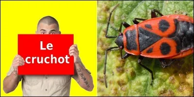 Quelle est la bonne réponse ?