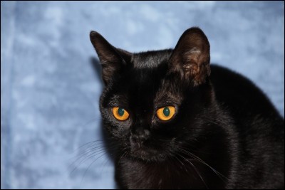 Cette mini panthère noire porte le nom de la ville la plus peuplée de l'Inde. C'est donc le chat...