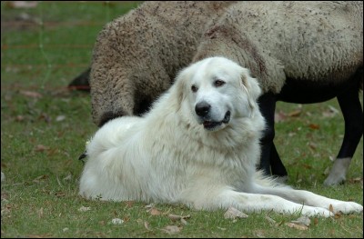 Le chien "montagne des Pyrénées" protège les troupeaux. Quel autre nom lui donne-t-on ?